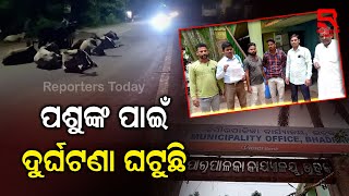 ଭଦ୍ରକ ସହରରେ ଗୋରୁ ଗାଈ ଙ୍କ ଦୌରାତ୍ମୀୟ. ତୁରନ୍ତ କାର୍ଯ୍ୟାଅନୁଷ୍ଠାନ ପାଇଁ ଭଦ୍ରକ ପୌରପାଳିକା ଅଧିବାସୀ ତରଫରୁ ଦାବି