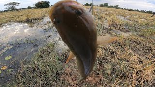 Fishing Snakehead  After Harvested | ប្លង់ស្រែទើបច្រូតហើយខាំដូចព្យុះ | មិនដែលជួបទេលោកអើយ​ !!!