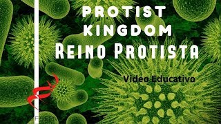 Kingdom Protista HD