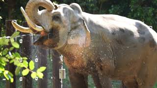 おいしそうに水を飲むゾウがかわいい！【横浜ズーラシア動物園】