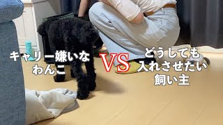 🐶ペットキャリーが大嫌いな愛犬に新しくかわいいキャリー買ってみた結果【トイプードル】