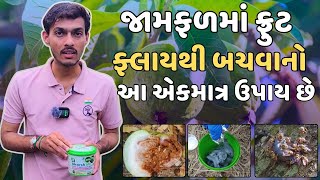 જામફળ પર ફ્રુટ ફ્લાયથી બચવા માટે આ પેસ્ટનો ઉપયોગ કરો. ફળની માખીઓ આવે છે અને ખાય છે અને મરી જાય છે