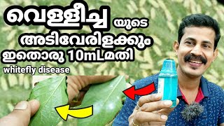 Whitefly disease in green chilli/ പച്ചമുളകിലെ വെള്ളീച്ച ചത്തു വീഴാൻ ഇതൊരു 10 MLമതി / Btech MIXMEDIA