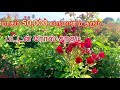 மாதம் 50,000 வருமானம் தரும் பட்டன் ரோஸ் சாகுடி | Button Rose cultivation in Tamil | Rose Farming |