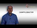 what is campylobacter