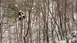 雪の中でのんびりと枝をかじるパンダ　陝西省仏坪県