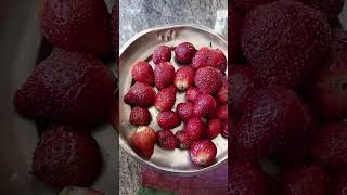 Strawberry #folksong #song #folk #subscribe