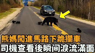 熊媽闖進馬路下跪攔車，司機好奇下車查看，隨後眼前的場景讓他淚流滿面...