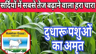 मक्खन घास की बुवाई कैसे करें |makkhan Grass| best green fodder for dairy | makkhan ghas kaise lagaye