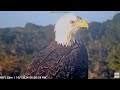 bielik amerykański nefl eagle nest floryda visitor 2024 10 13