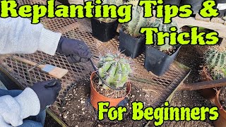 How To Easily Replant Fishhook Cactus