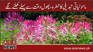 The threat of climate change, flowers began to bloom prematurely