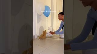 Teddy’s come alive to surprise baby for 1st birthday! #babybirthday #surprise #momlife #birthdayidea