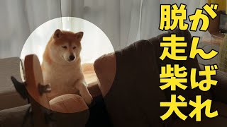 【がんばれ！】脱走を繰り返す柴犬、思った以上に頑張っていて応援せずにはいられなかった！