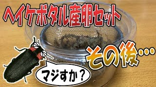 【昆虫採集☆飼育＆観察　マジすか！ホタルの産卵セットその後・・・】（くろねこチャンネル）