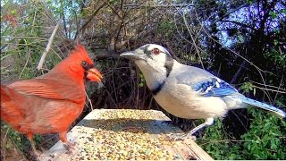 Blue Jays and Cardinals - Extreme Close-Up