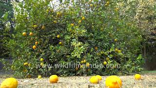 Wild orange or a 'khatta' tree laden with fruit