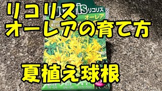 リコリス・オーレアの育て方