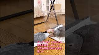 NO.27【ヨウム雛☆ご対面①】２羽の初共演です！！