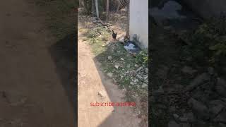 🐔🤣அடையில இருக்குற முட்டைய எங்கடி எடுத்துட்டு போறா?# shorts# video#