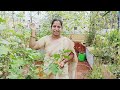 பசுமை தோட்டத்தில் தை மாத அறுவடையும் விதைகளும் my terrace garden harvest seeds