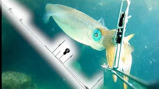 Underwater video shows the  secret of the very long jet of a squid 【Shimano roller Yaen】