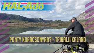 My Christmas Carp - Fishong adventure on the Tribalj reservoir