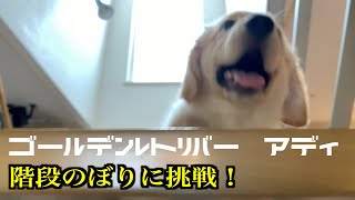 ゴールデンレトリバーの子犬”アディ”　階段のぼりに挑戦！！