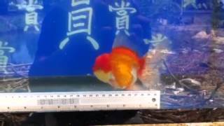 金魚-賞魚閣出品