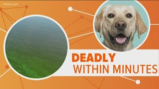 What makes blue-green algae so dangerous for dogs?