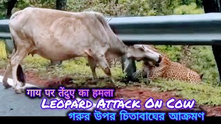 Attack / গরুর উপর চিতাবাঘের আক্রমণ / गाय पर तेंदुए का हमला / LEOPARD ATTACK ON COW