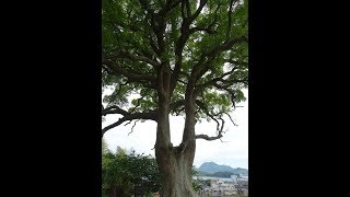 田熊・菅原神社　平成29年6月9日