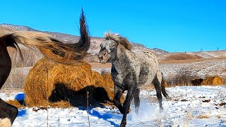 ЖЕРЕБЕЦ В ДЕЛЕ!!! ЗАХВАТИЛ КОБЫЛ И ТЕРРИТОРИЮ!!! СНОВА..