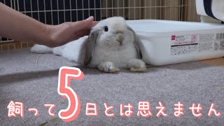 飼って5日の赤ちゃんうさぎがまたすごいことに…❗【ホーランドロップ/ちびラブちゃん】