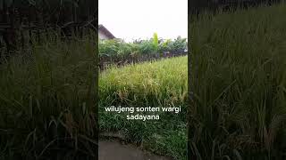 wilujeng siang wargi sadayana sakantenan leleson ngupingkeun lagu Sunda #fypシ #video #sinda jpgn