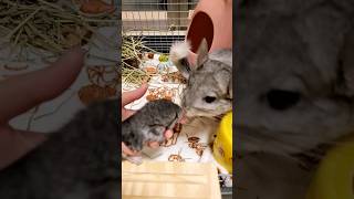 Chinchilla baby meows when daddy grooms