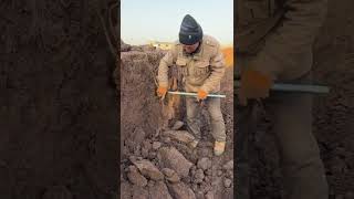 Grandpa works part-time to dig Huai Mountain to make money