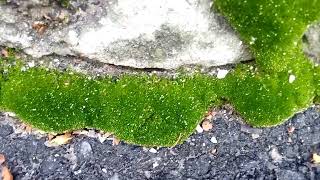 Мох зеленый растет зимой moss grows green in winter 苔は冬に緑に育ちます 苔藓在冬天长绿 이끼는 겨울에 녹색으로 자랍니다. la mousse