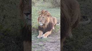 Encountering a Majestic Male Lion in Maasai Mara Kenya