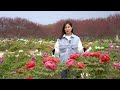 GLOBALink | Peony industry helps advance rural vitalization in Heze, China