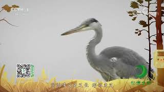 《秘境之眼》 苍鹭 20230328| CCTV