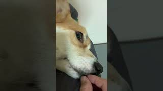 犬のベロ、引っこ抜いてみた👅