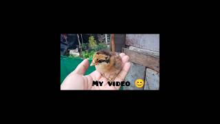 Saving life of baby chick - HELPING HATCHING CHICK#shorts#ytshorts #ytstudio #yt