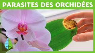 7 MALADIES COURANTES DES ORCHIDÉES 🌸 (Entretien des orchidées)