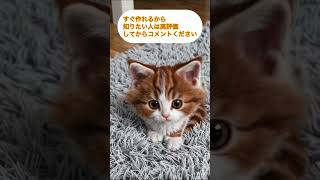 猫に癒される動画を作ってみた💖#ねこ