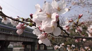 ４K撮影2018年　大阪桜ノ宮の桜  Sakuranomiya Osaka City, cherry blossoms