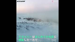 雪道で突進してくるシカの大群！ #Shorts