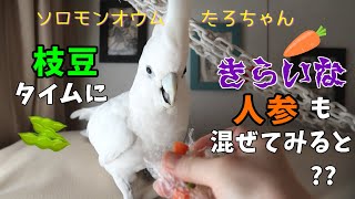 オウムのたろちゃんに好きな枝豆と嫌いな人参を一緒にあげると?　What if I gave a cockatoo his favorite edamame and his hates carrots?