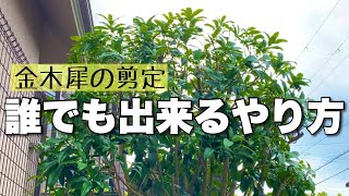 初心者必見（キンモクセイ剪定の仕方）超簡単な剪定をプロが伝授