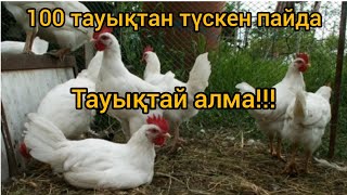 Тауық асырамай осы видеоны көр. Тауық өсіру #тауық #құсшаруашылығы